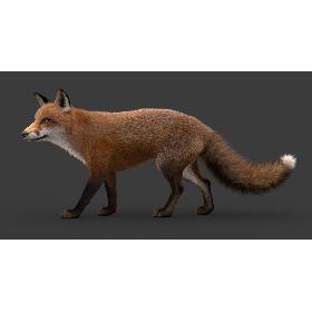 3D model Fox (2) (RIG) (Fur)